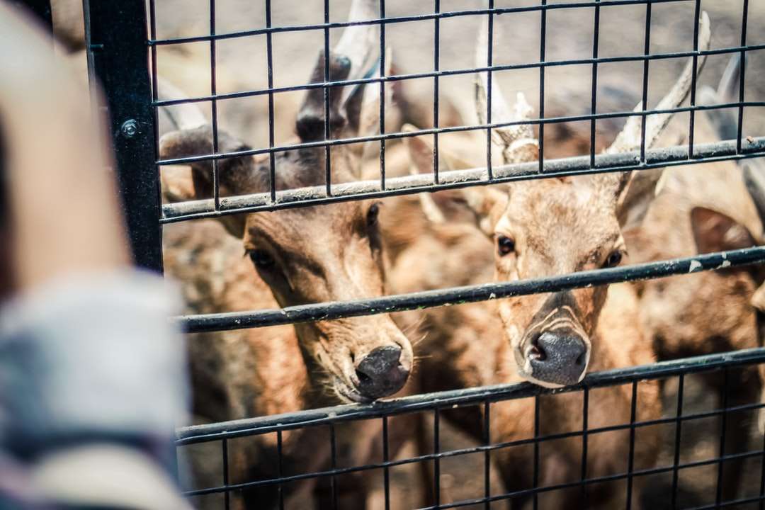 hnědé kozy v kleci během dne skládačky online