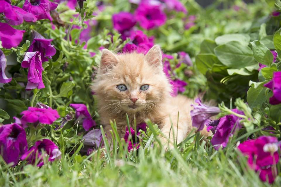 Котенок на цветочной поляне онлайн-пазл