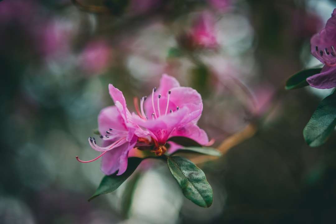 Flor rosa en lente de cambio de inclinación rompecabezas en línea
