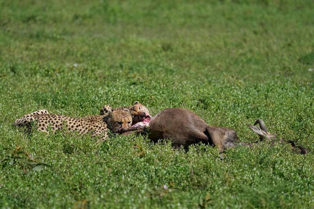 Bruine en zwarte cheetah liggend op groen grasveld online puzzel