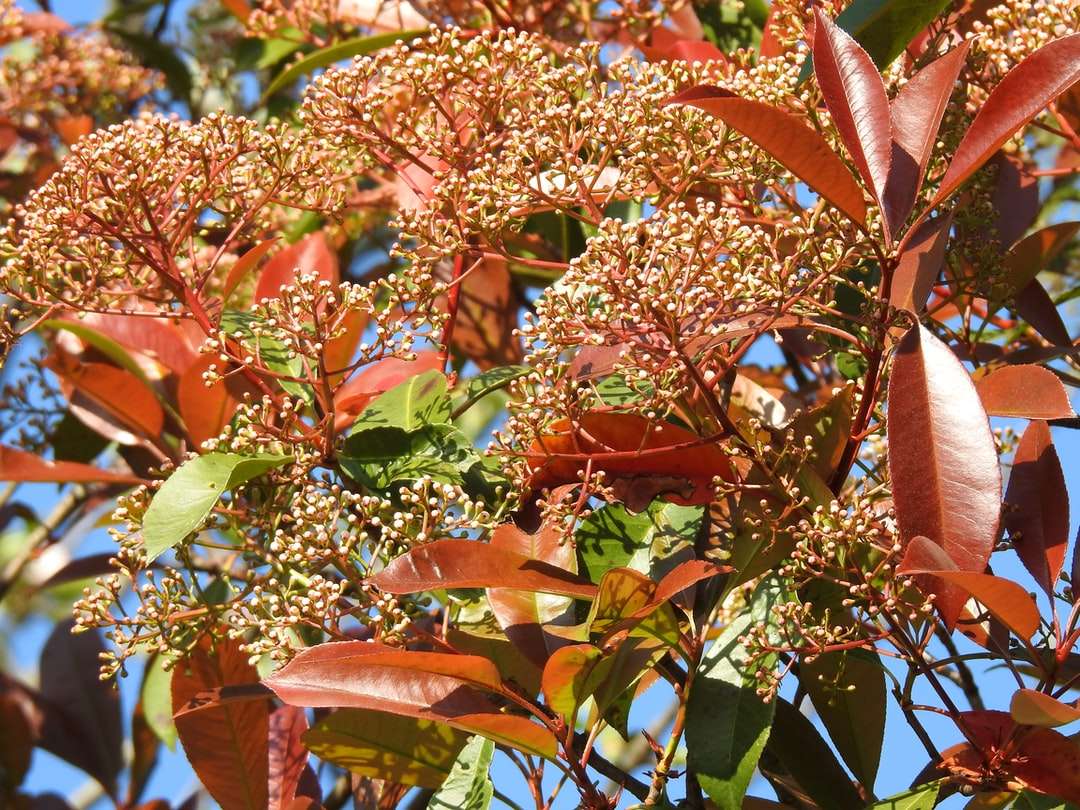Árvore de folhas marrons e verdes quebra-cabeças online