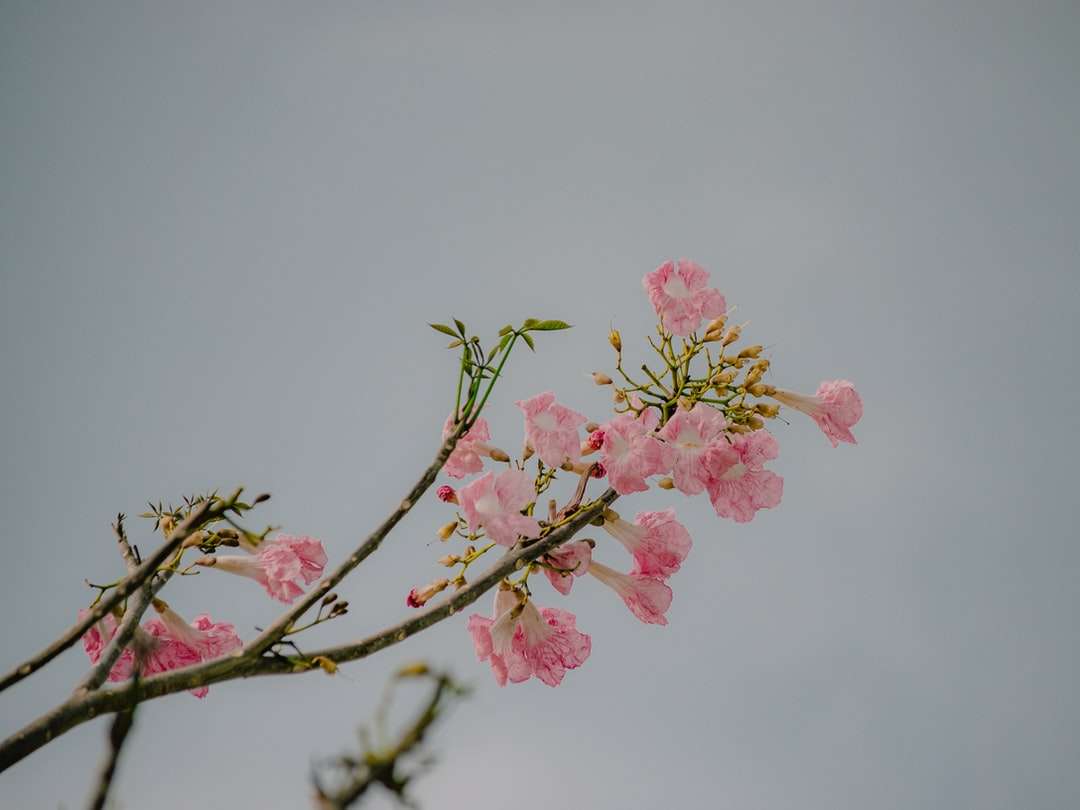 Flor rosa de cerezo en cierre encima de la fotografía rompecabezas en línea