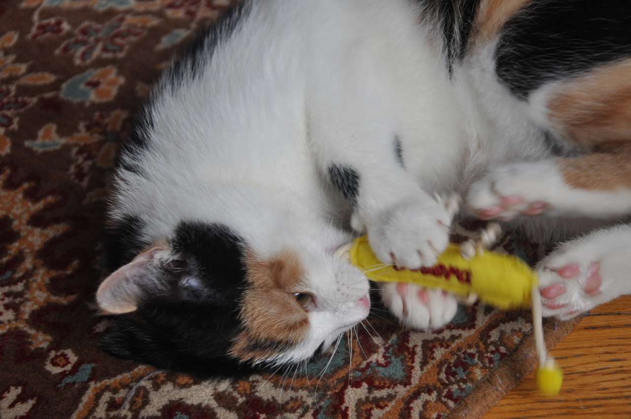 Kattunge leker med en leksak caterpillar Pussel online
