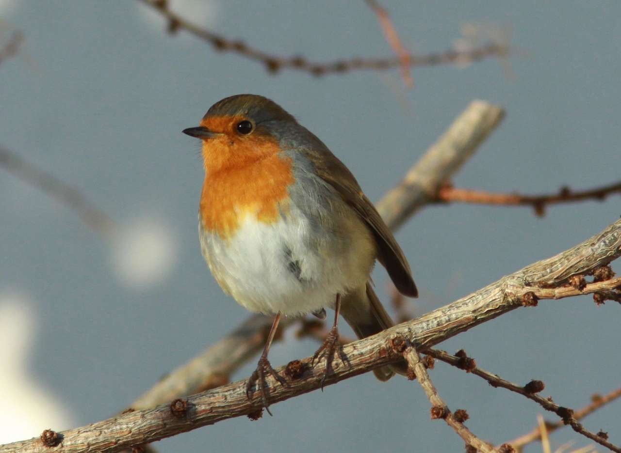 Robin on the branch jigsaw puzzle online