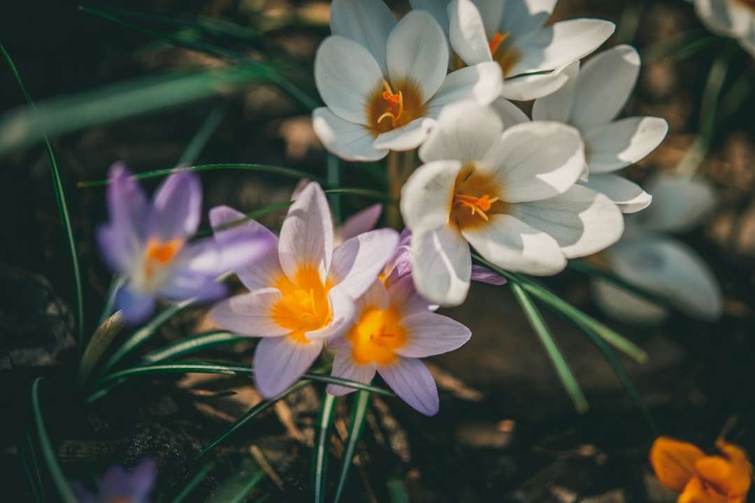 Λευκά και μοβ λουλούδια στο νερό online παζλ