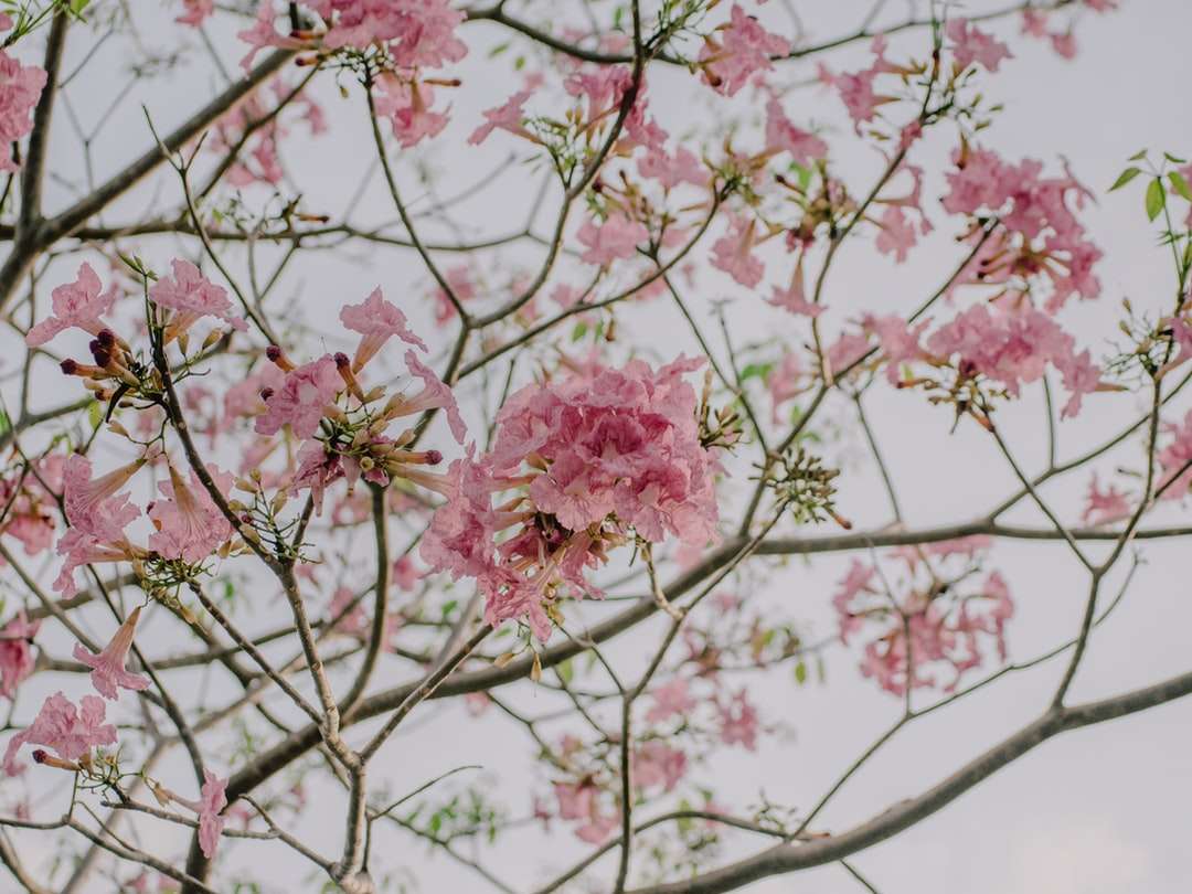 Ροζ δέντρο άνθη κερασιού κατά τη διάρκεια της ημέρας παζλ online