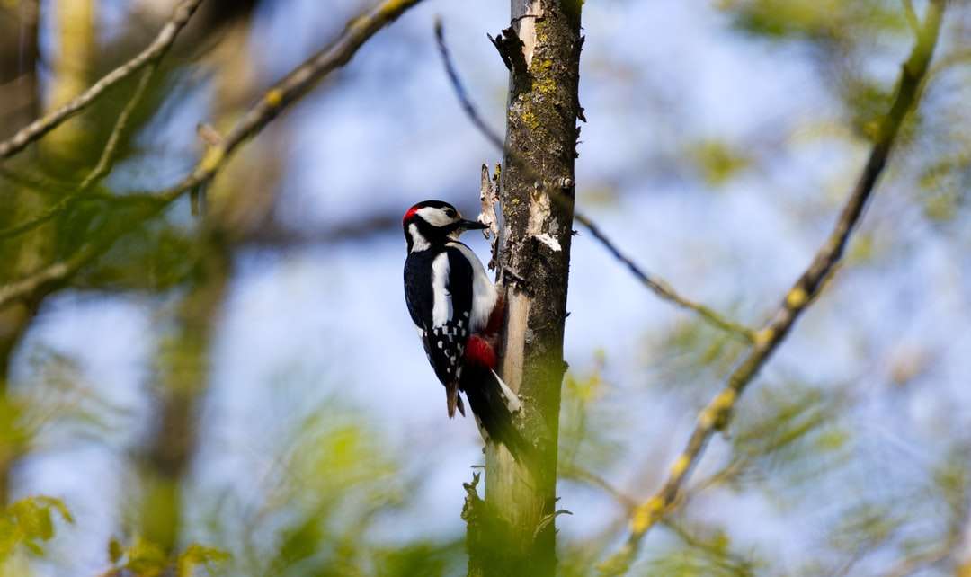 Μαύρο και άσπρο πουλί σε κλαδί δέντρου online παζλ