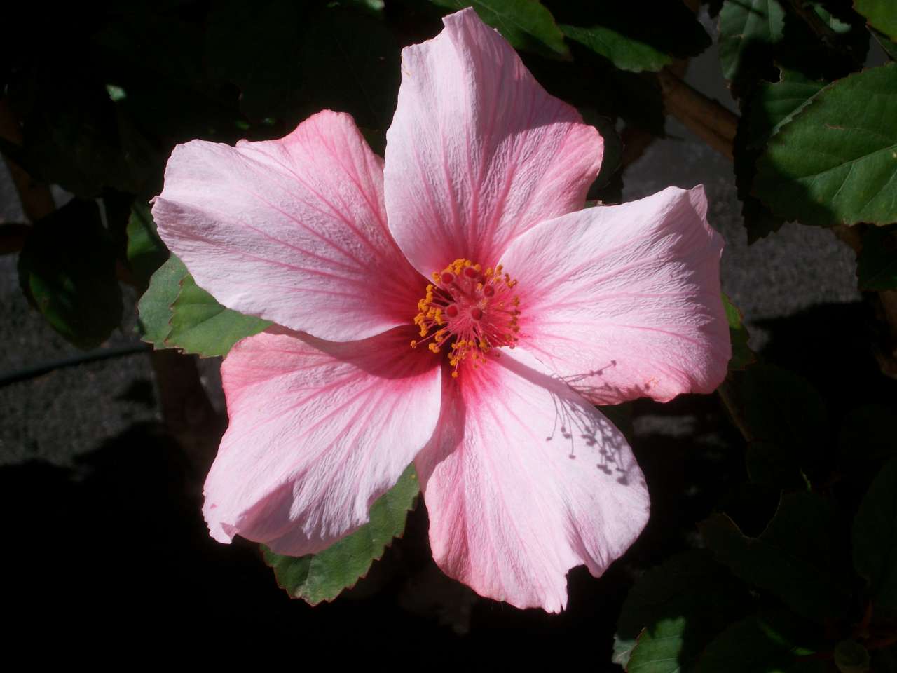 Розовый цветок онлайн-пазл