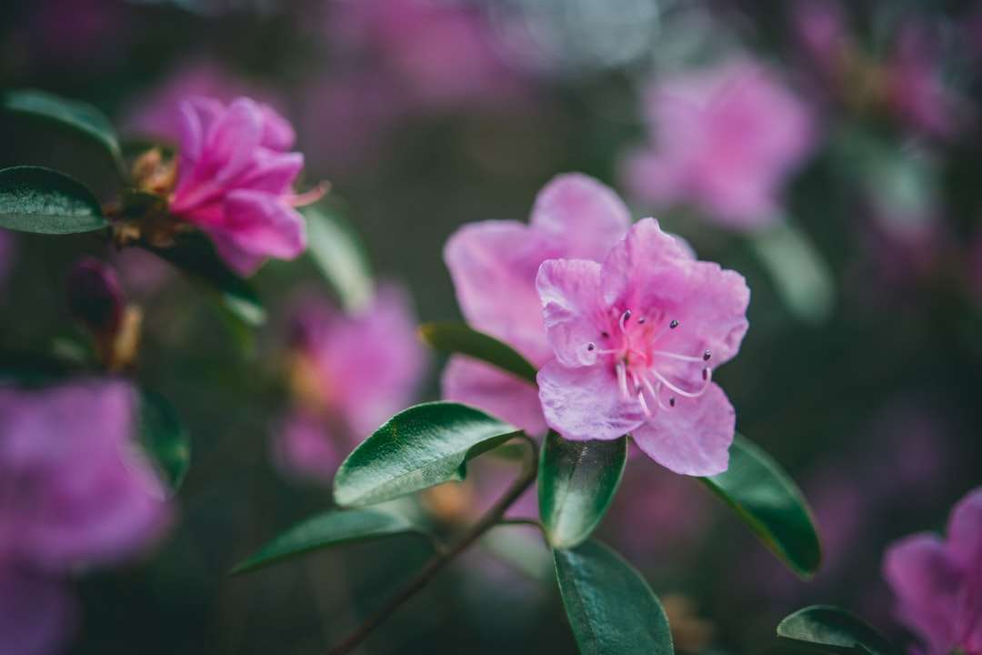 Flor rosa en lente de cambio de inclinación rompecabezas en línea