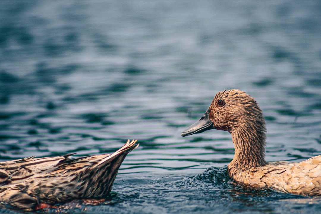 Braune Ente auf Wasser tagsüber Puzzlespiel online