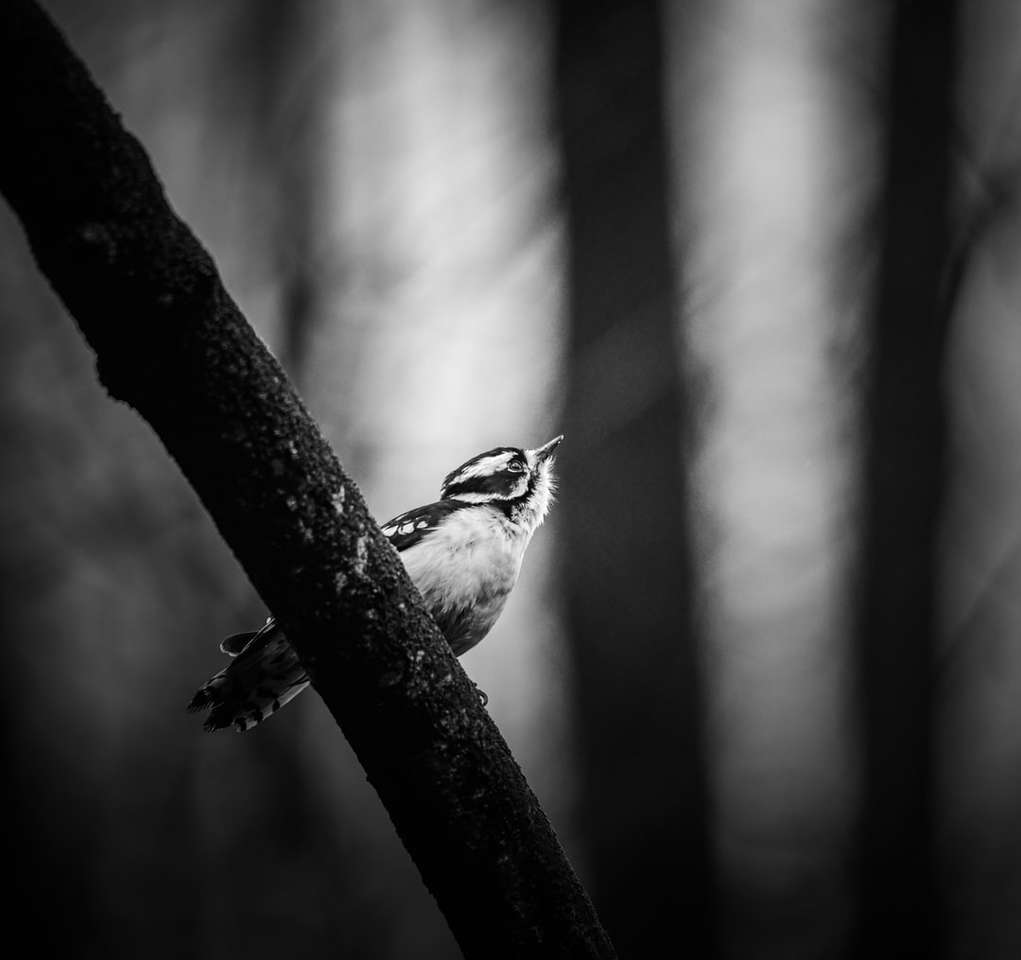 Grayscale foto van vogel op boomtak online puzzel