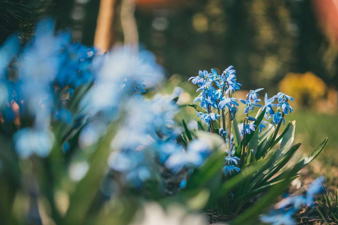 Blaue Blumen in der Tilt-Umschaltlinse Puzzlespiel online