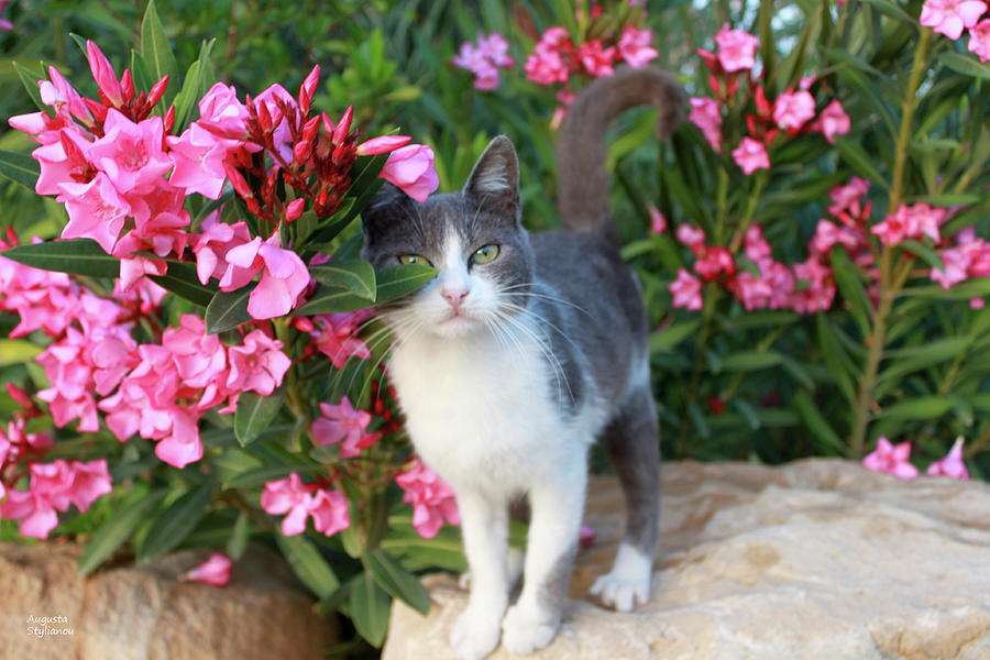 Кошеня біля квітів пазл онлайн
