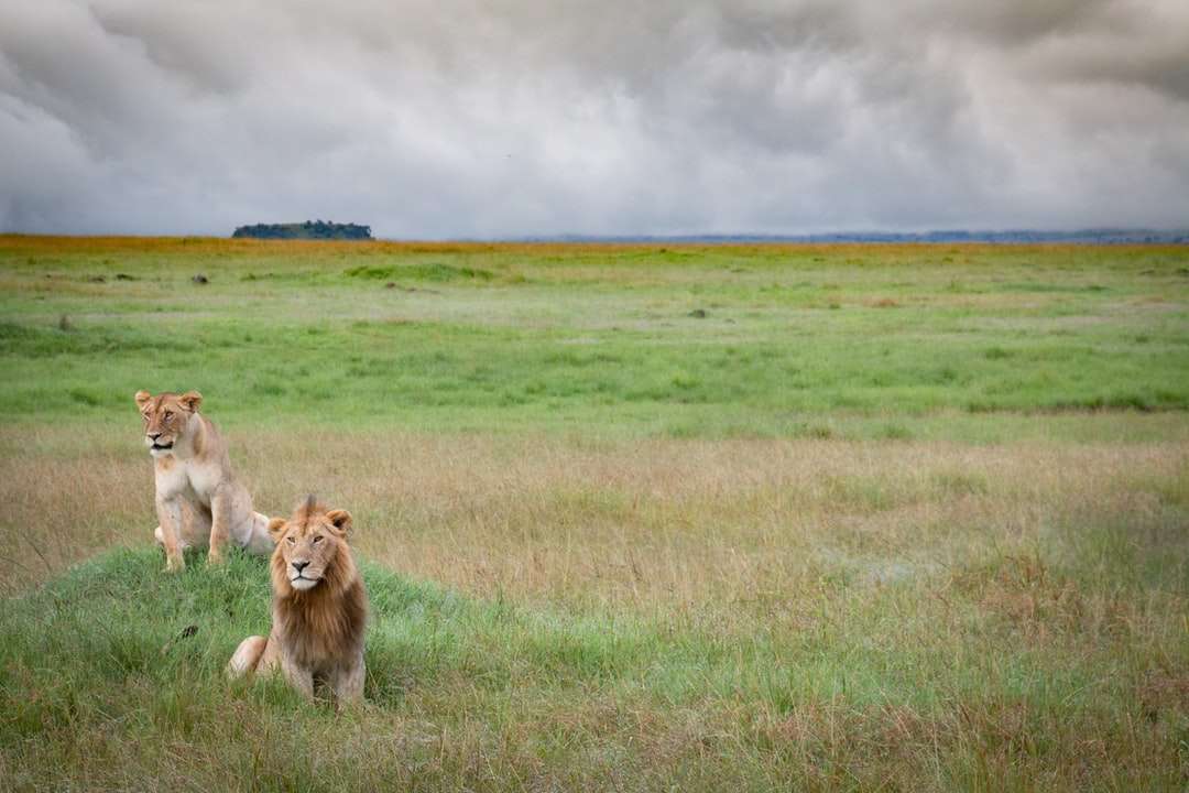 León acostado en el campo de hierba verde debajo de las nubes blancas rompecabezas en línea