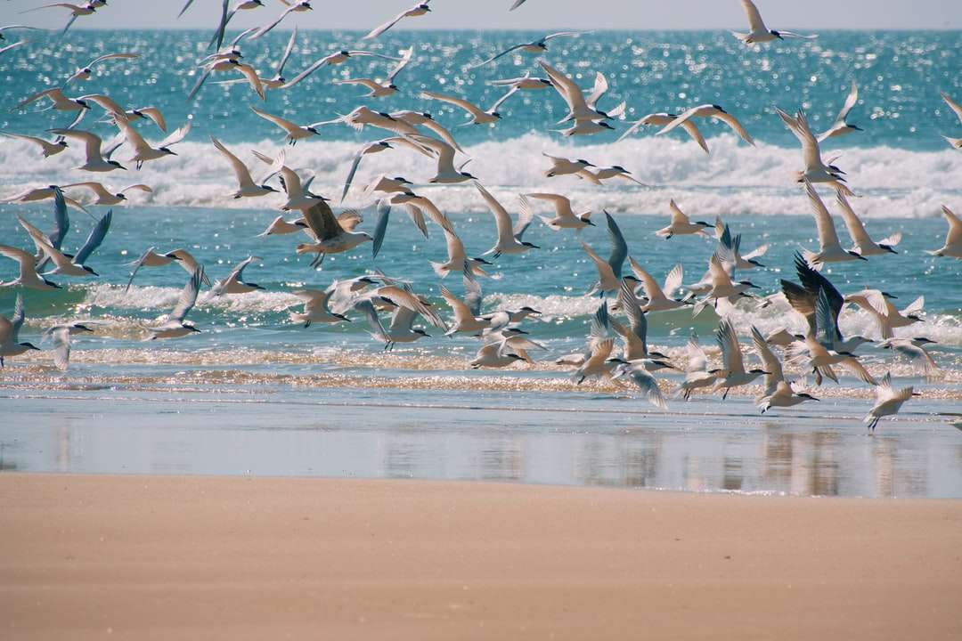 昼間に海の上を飛んでいる鳥の群れ ジグソーパズルオンライン