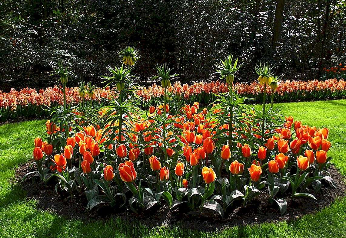 Jardim de flores quebra-cabeças online