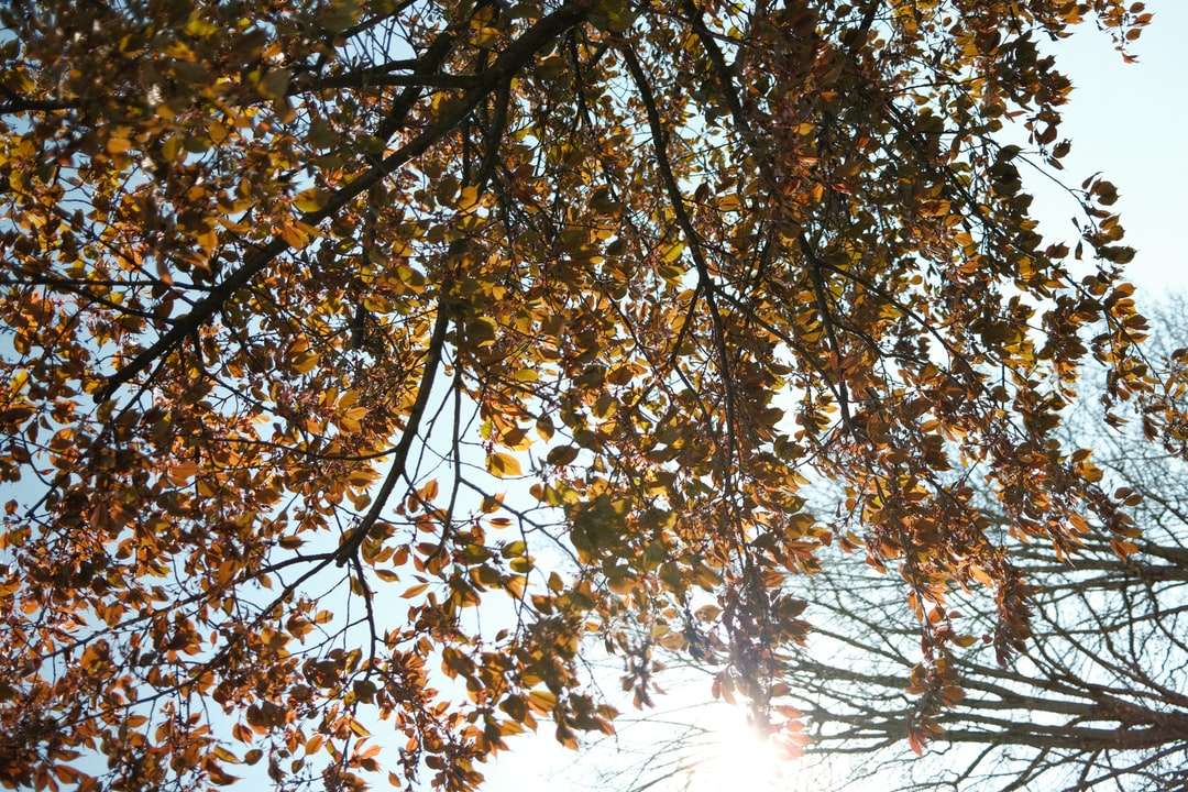 barna és zöld levelek fa nappal online puzzle