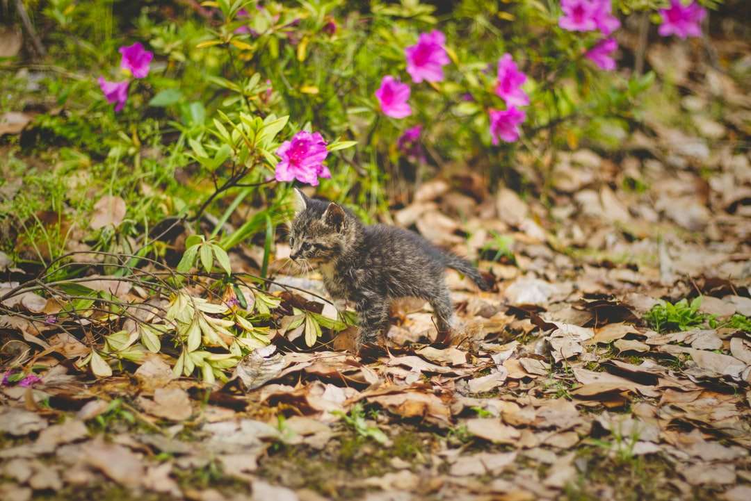 Svartvitt kort belagd liten storlek hund på torkade löv Pussel online