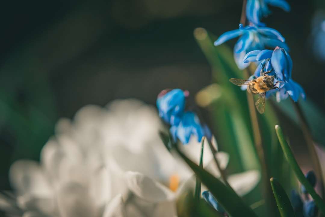 Flor azul y amarilla en lente de cambio de inclinación. rompecabezas en línea