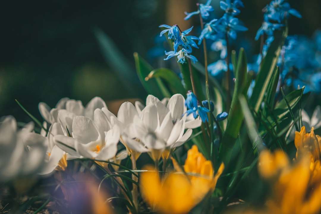 Bílé a žluté květy v tilt Shift Lens skládačky online