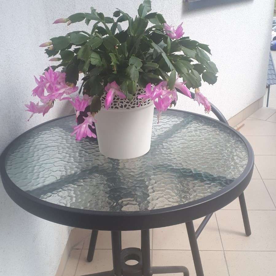 Eine blühende Pflanze auf dem Balkon Online-Puzzle