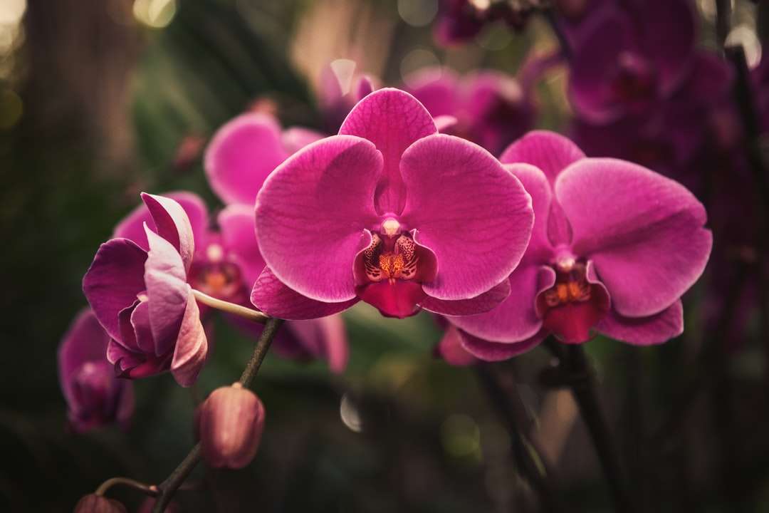 Orquídea de la polilla rosa en flor durante el día rompecabezas en línea