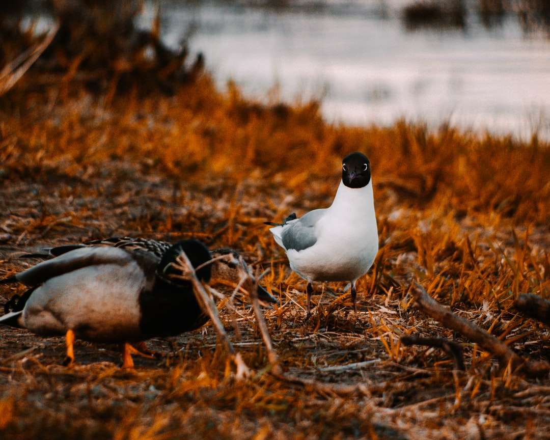 Fehér és fekete kacsa a barna fűben kirakós online