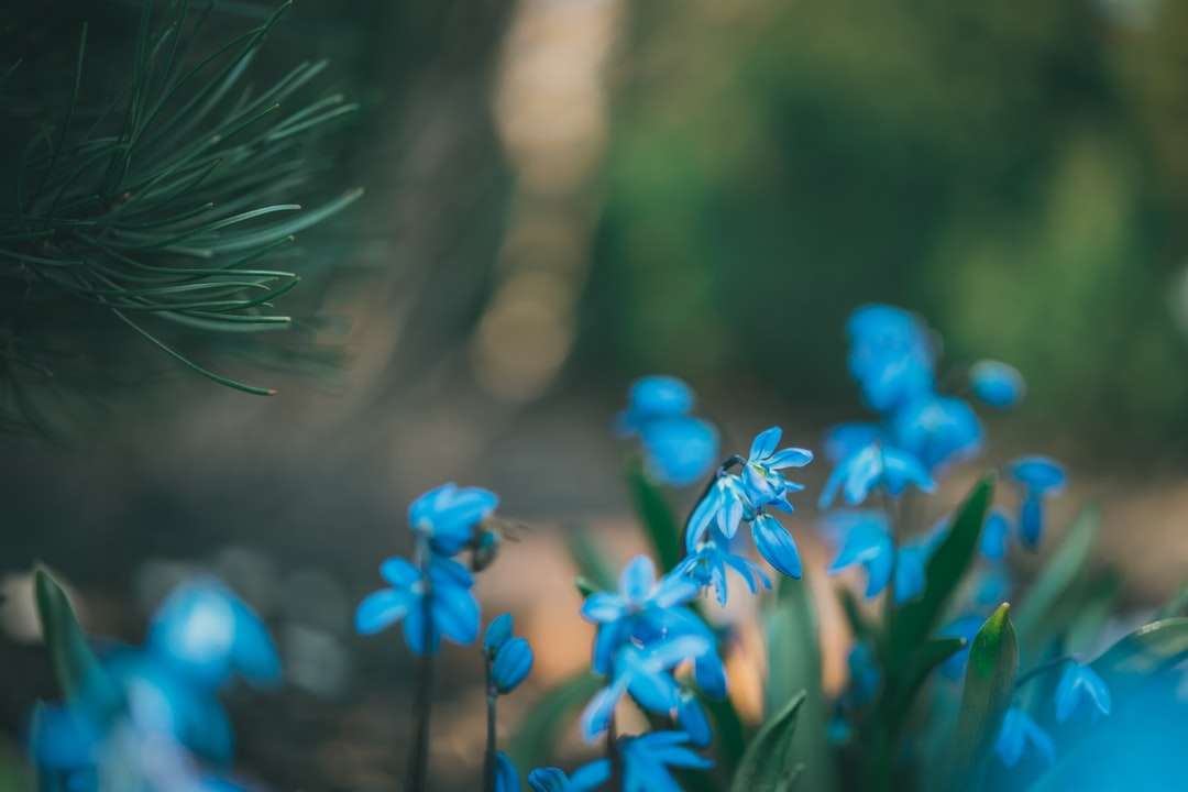 Flores azules en la lente de cambio de inclinación. rompecabezas en línea