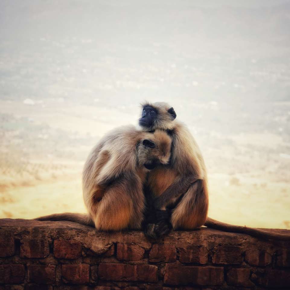 Scimmia marrone che si siede sul tronco marrone durante il giorno puzzle online