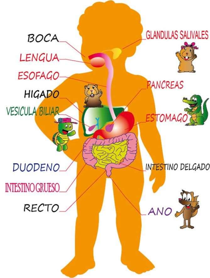 DIGESTIVE SYSTEM online puzzle