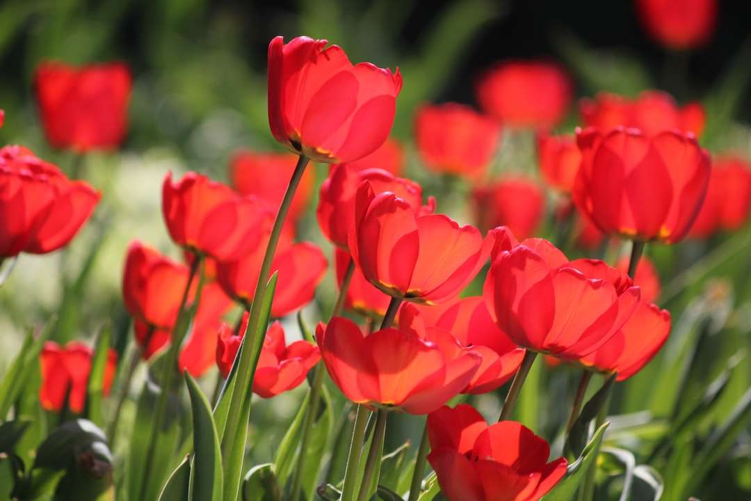 Червени лалета в разцвет през деня онлайн пъзел