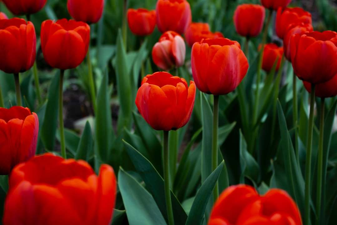 Rote Tulpen in der Blütezeit tagsüber Puzzlespiel online