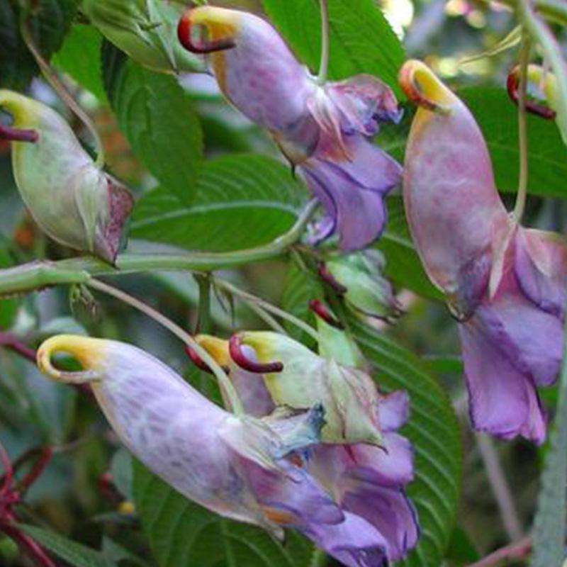 Asiatiska blommor - papegojor Pussel online