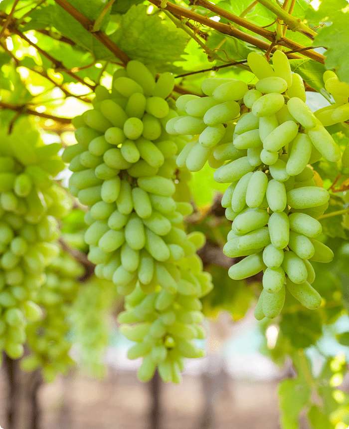 Uvas em arbustos no Havaí quebra-cabeças online