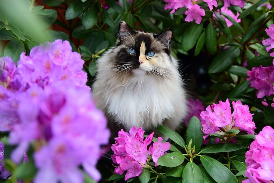 Красиво коте в цветя онлайн пъзел