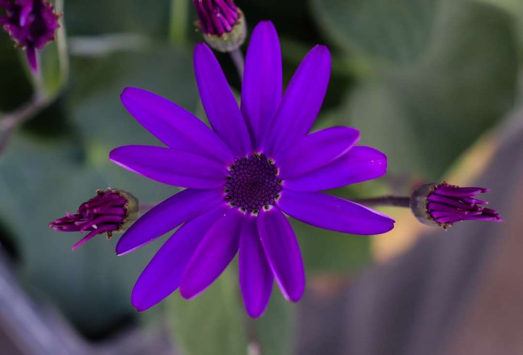 фіолетова квітка в об'єктиві з нахилом онлайн пазл