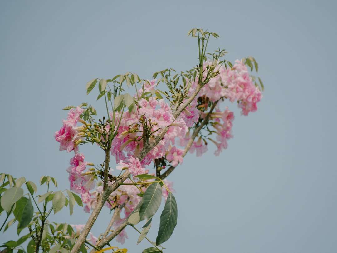 Ροζ λουλούδι με πράσινα φύλλα online παζλ