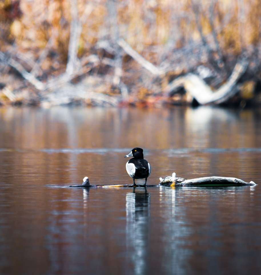 Black Duck pe apă în timpul zilei jigsaw puzzle online