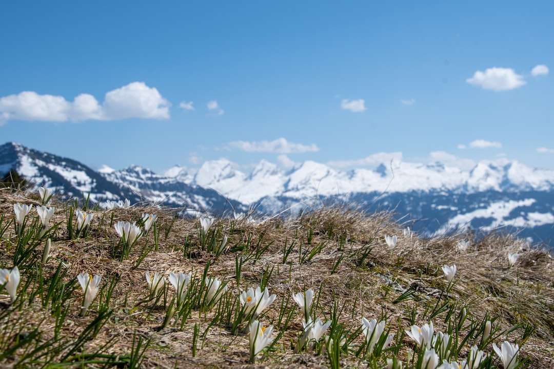 Câmp de iarbă verde în apropierea zăpezii acoperite în timpul zilei puzzle online