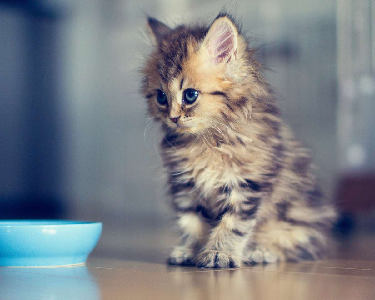 Topp 10 sötaste katter i världen! pussel på nätet