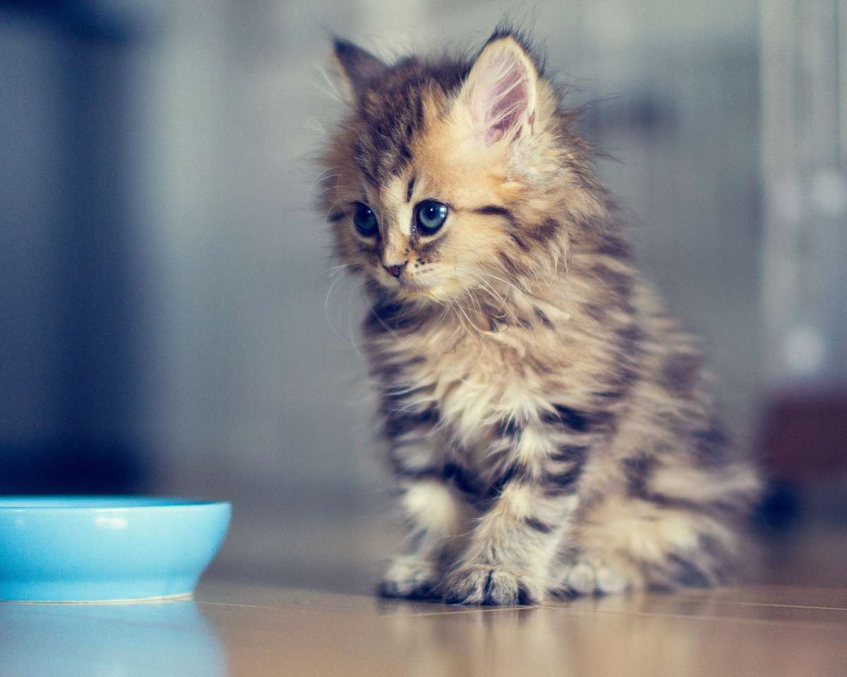 Top 10 Cutest Cat Pictures of All Time + Honorable Mentions - PetHelpful