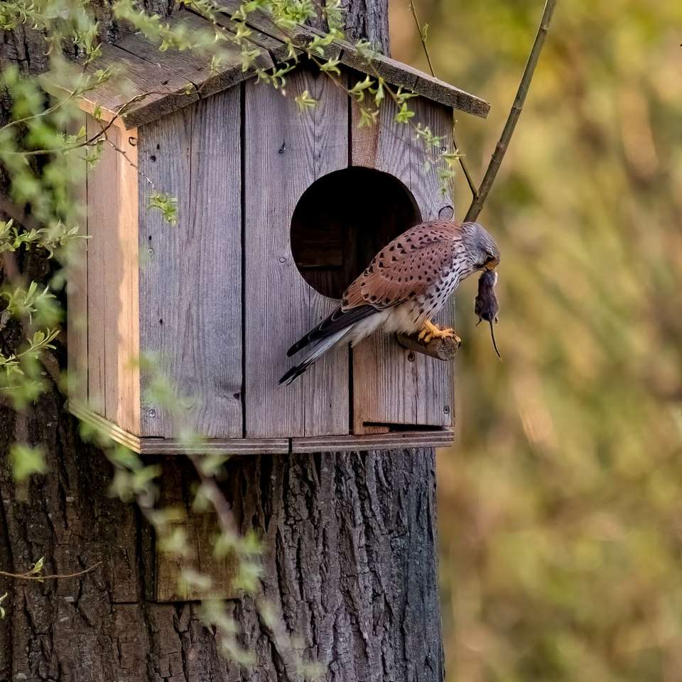 Brown e uccello bianco sulla casa di uccello di legno marrone puzzle online