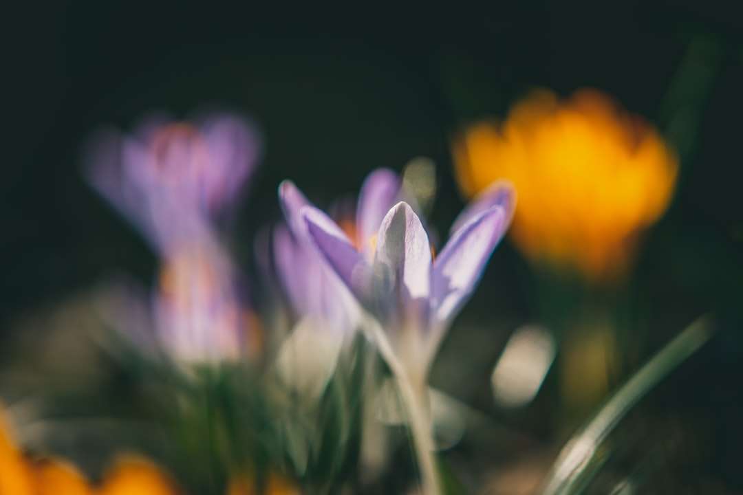 Paarse en witte bloem in tilt shift-lens legpuzzel online