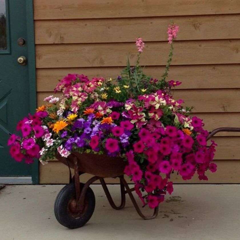Kruiwagen van kleurrijke bloemen online puzzel