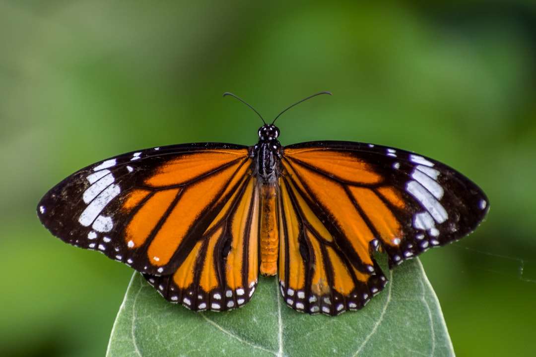 Mariposa monarca posada en hoja verde rompecabezas en línea