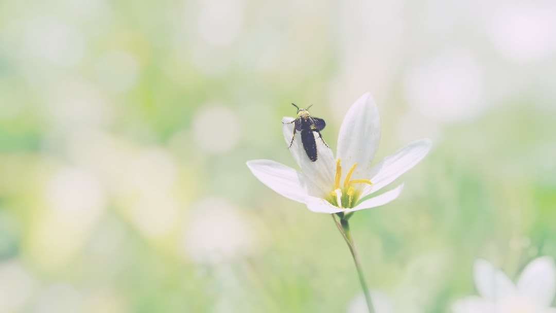 Μαύρη και κίτρινη μέλισσα σε λευκό λουλούδι παζλ online