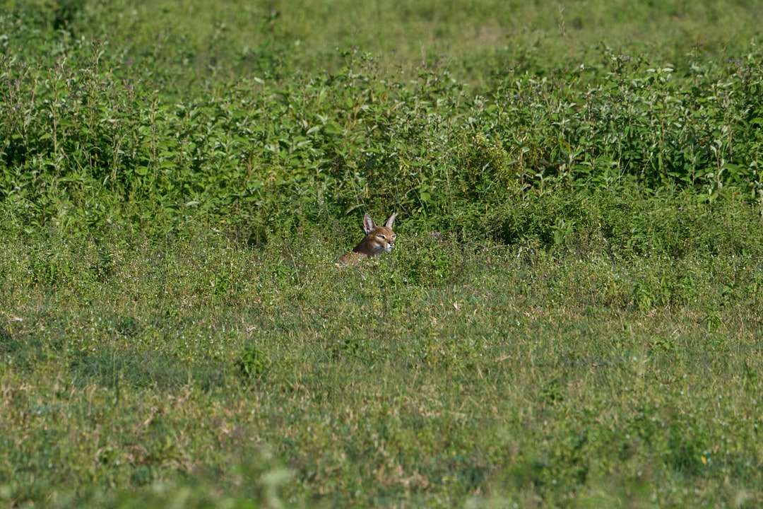 conejo marrón en el campo de hierba verde durante el día rompecabezas en línea