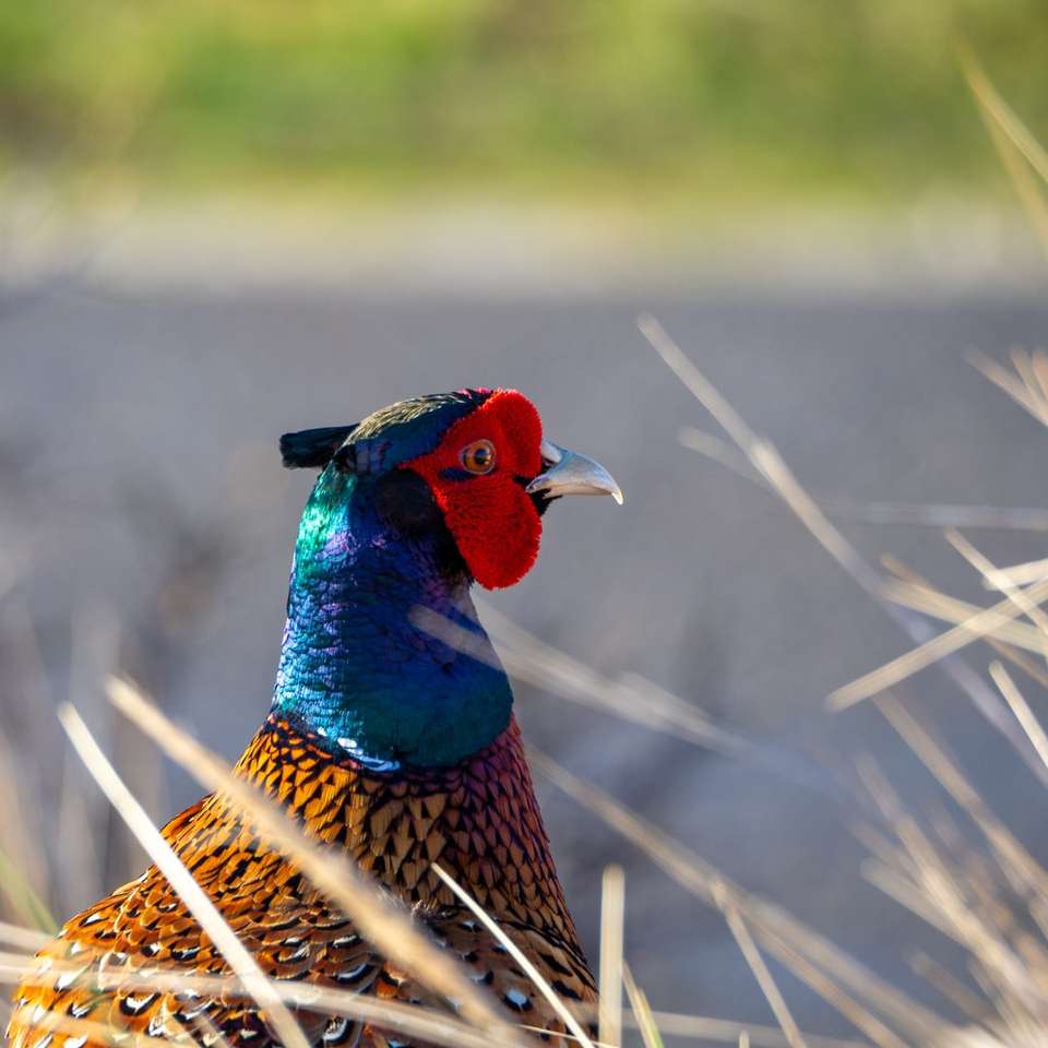 blue red and green peacock on brown grass field online puzzle