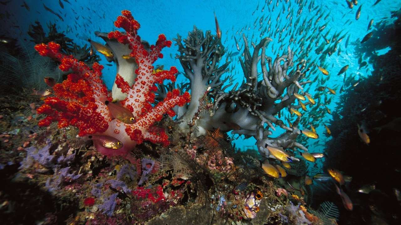 Подводный мир: Тропический пазл онлайн