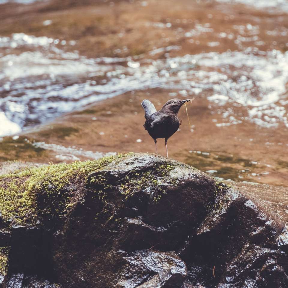 Schwarzer Vogel auf Felsen in der Nähe von Wasser Puzzlespiel online